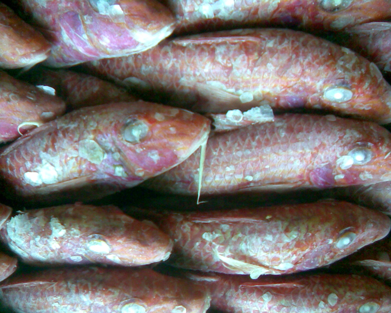 Mullus barbatus