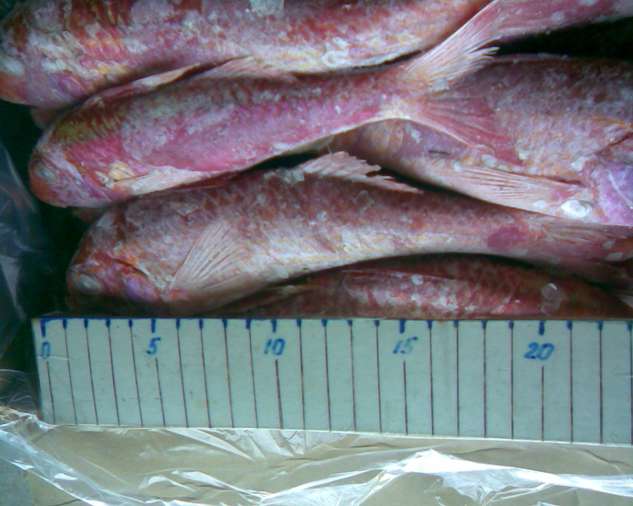 Buy online b2b Mullus barbatus
