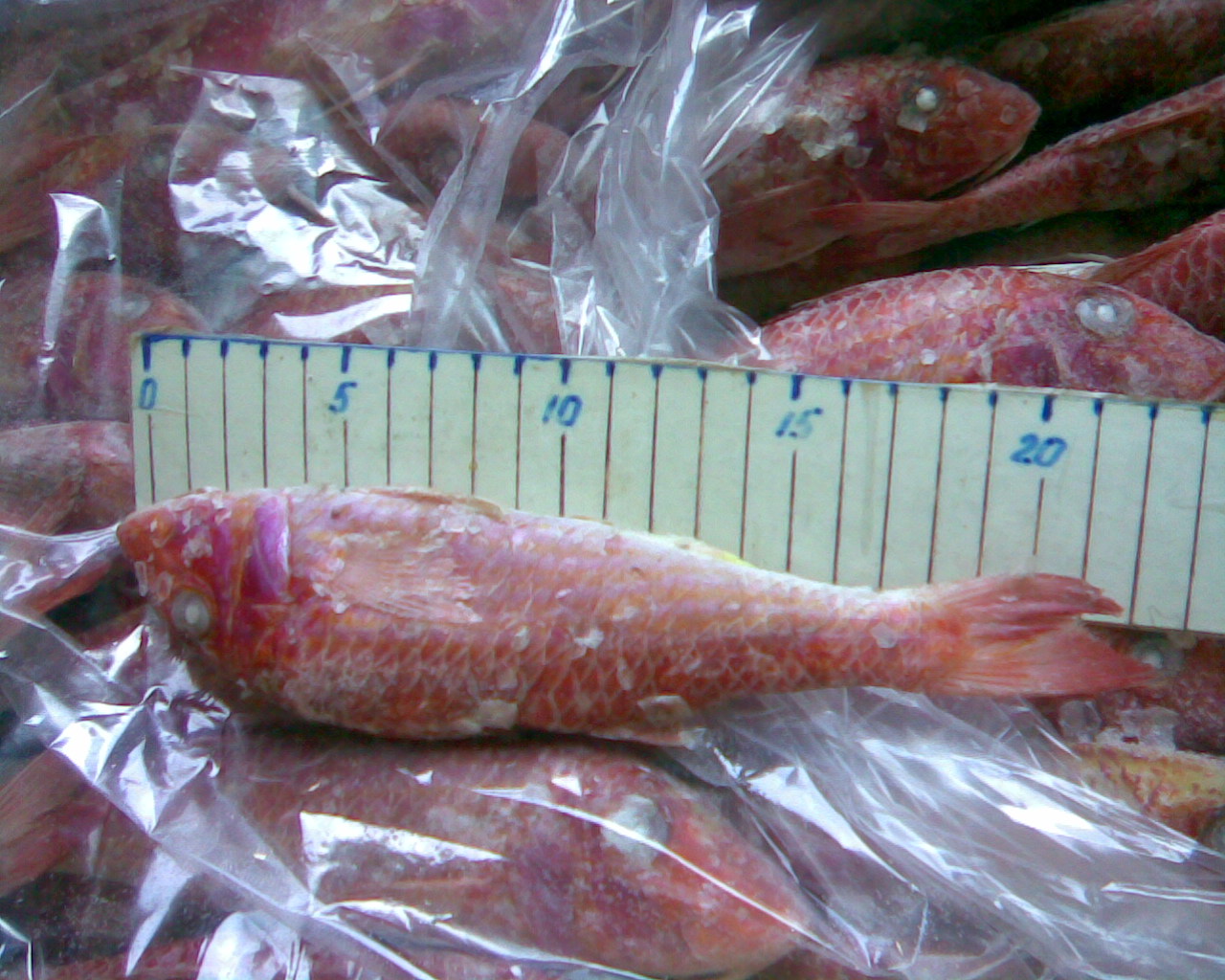 Buy online b2b Mullus barbatus