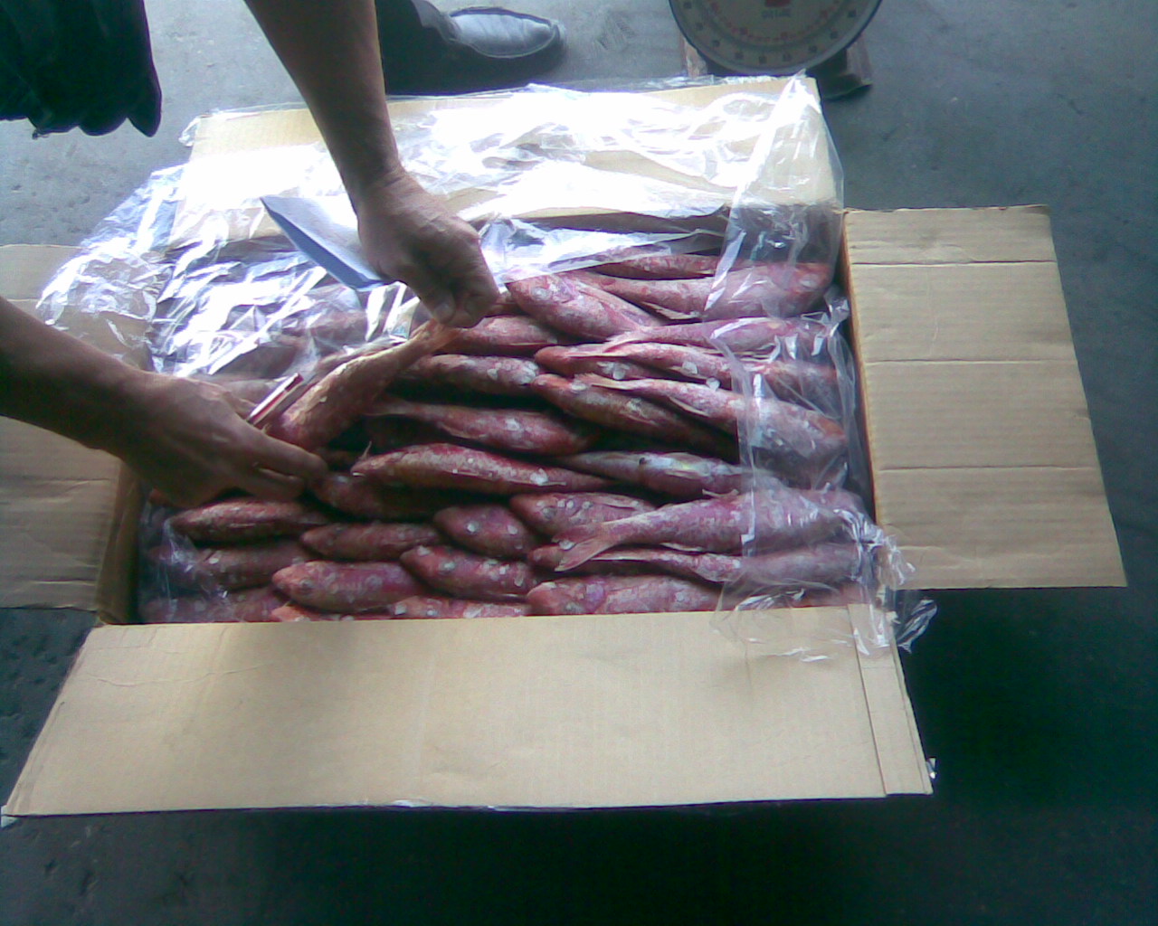 Buy online b2b Mullus barbatus