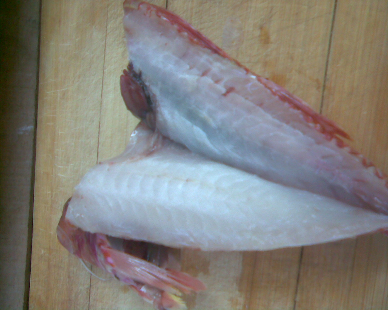 Buy online b2b Mullus barbatus