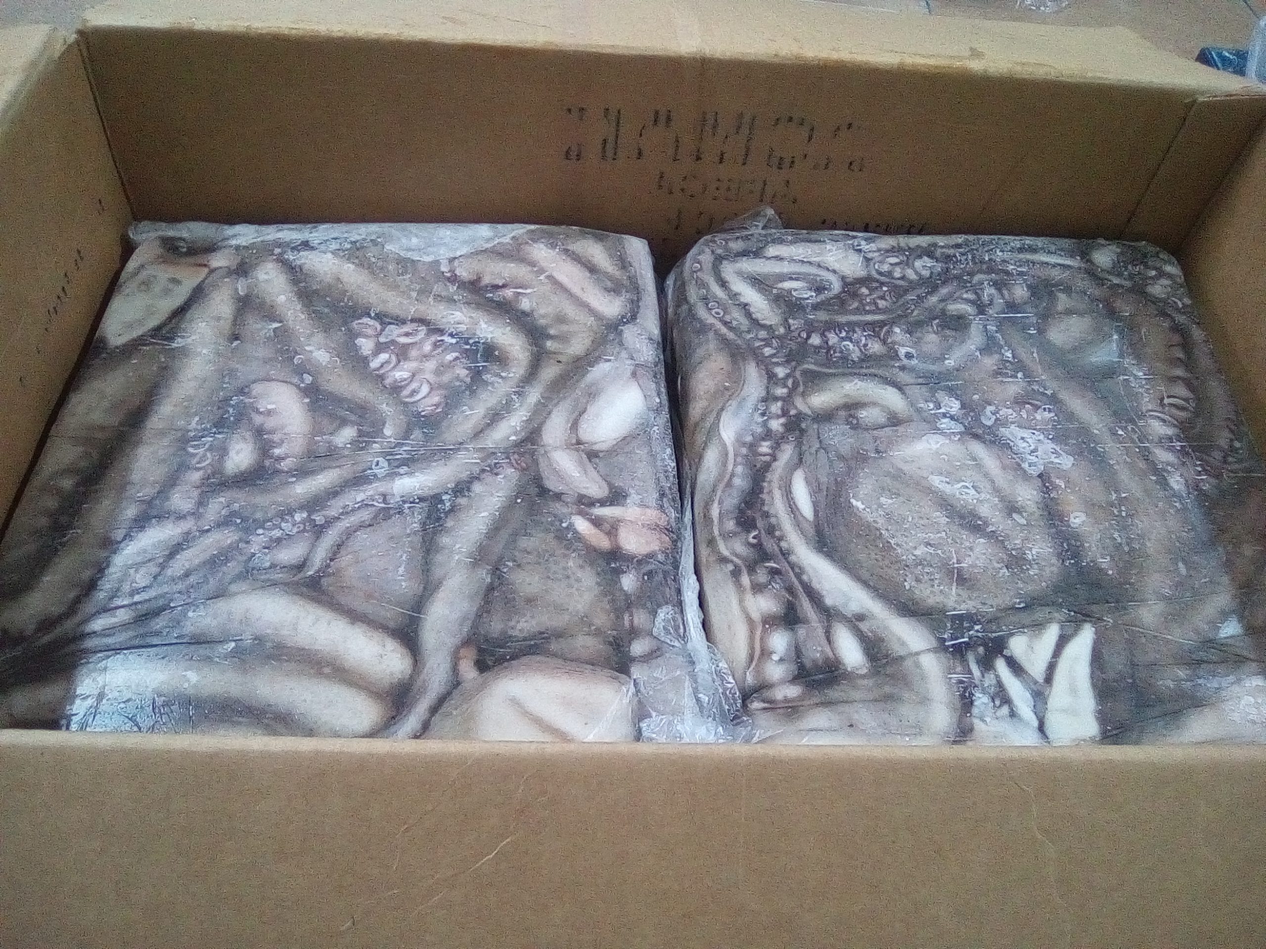 Octopus Vulgaris