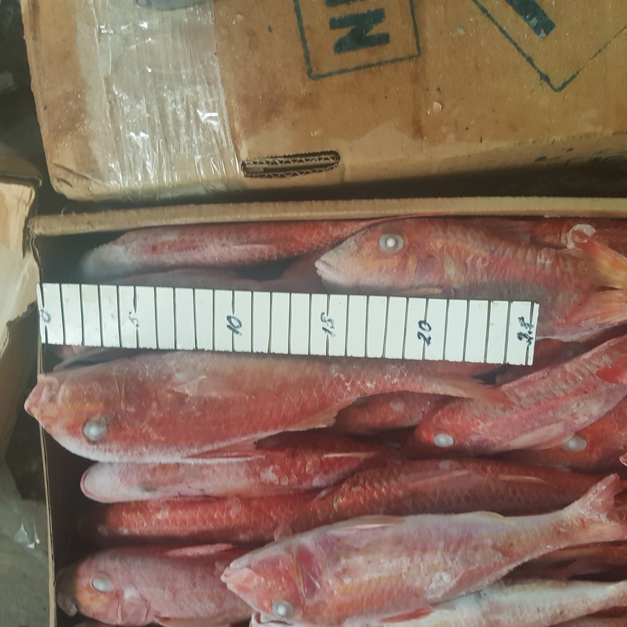 Buy online b2b Mullus barbatus