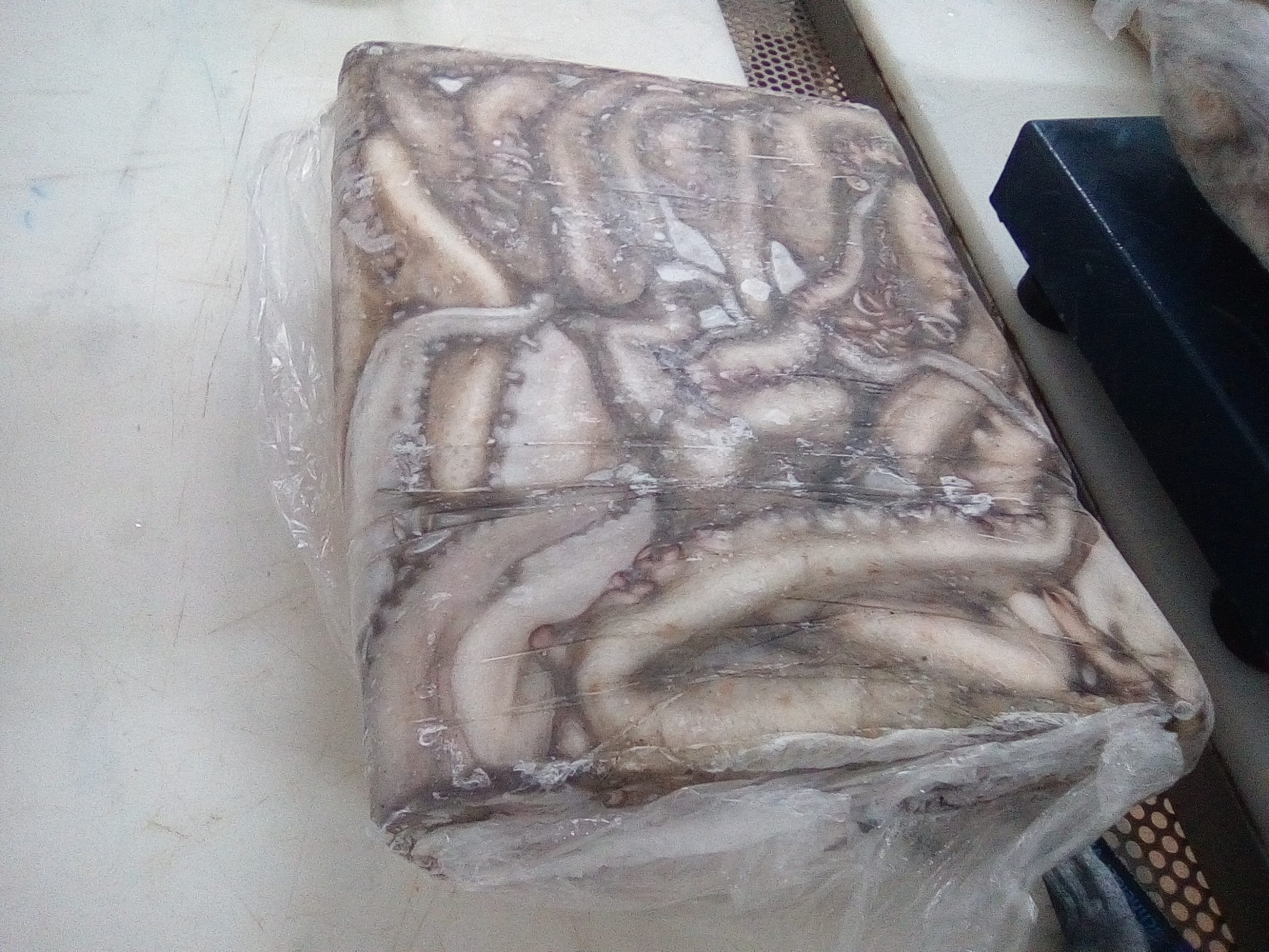 Octopus Vulgaris