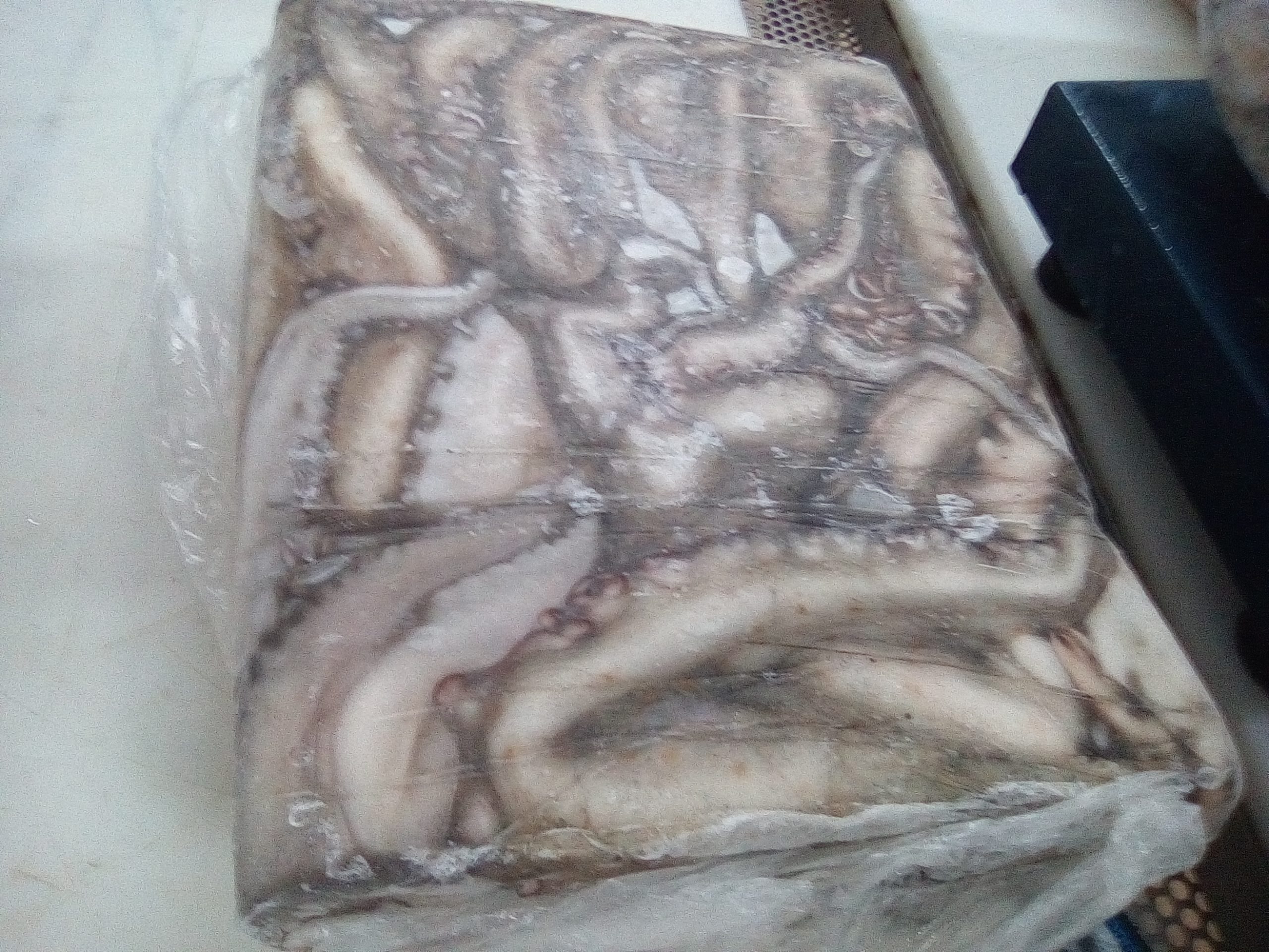 Octopus Vulgaris