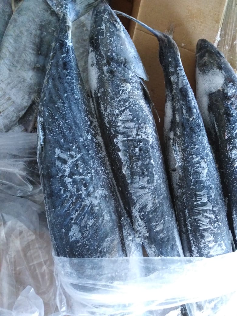 Buy online b2b Sarda sarda