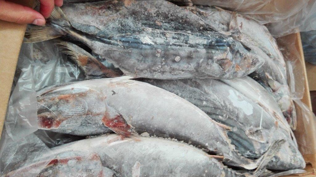 Buy online b2b Sarda sarda