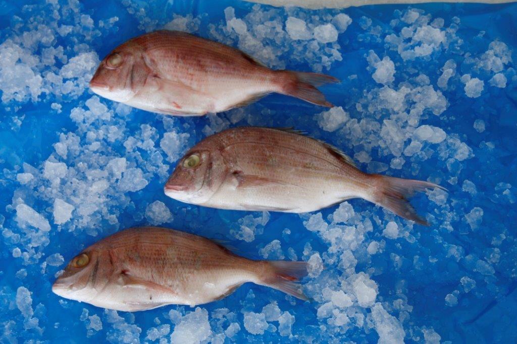 Common Dentex