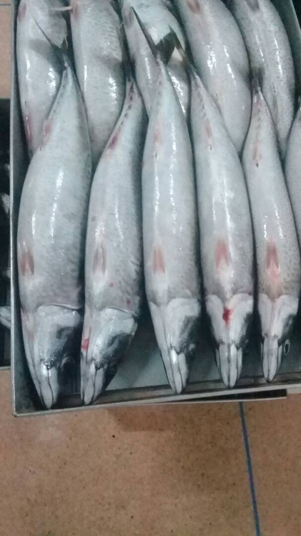 Scomber japonicus