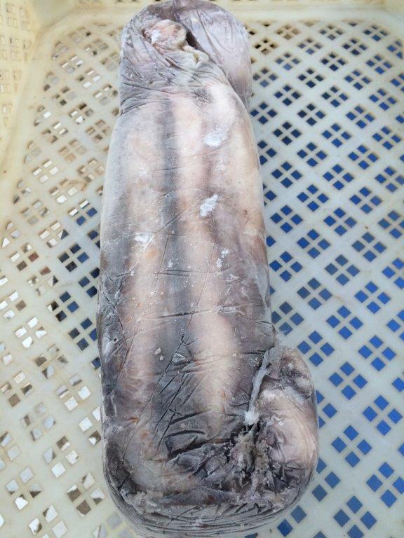 Octopus Vulgaris