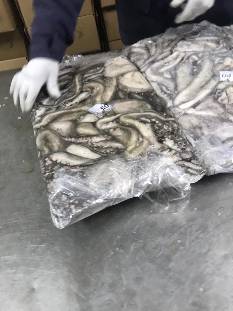 Octopus Vulgaris