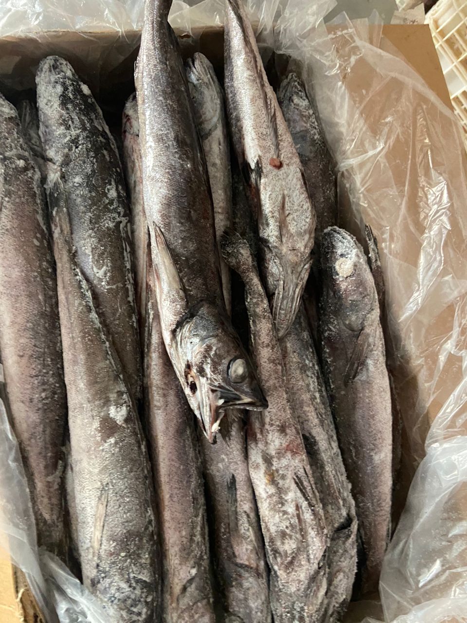 Buy online b2b Merliccius polli