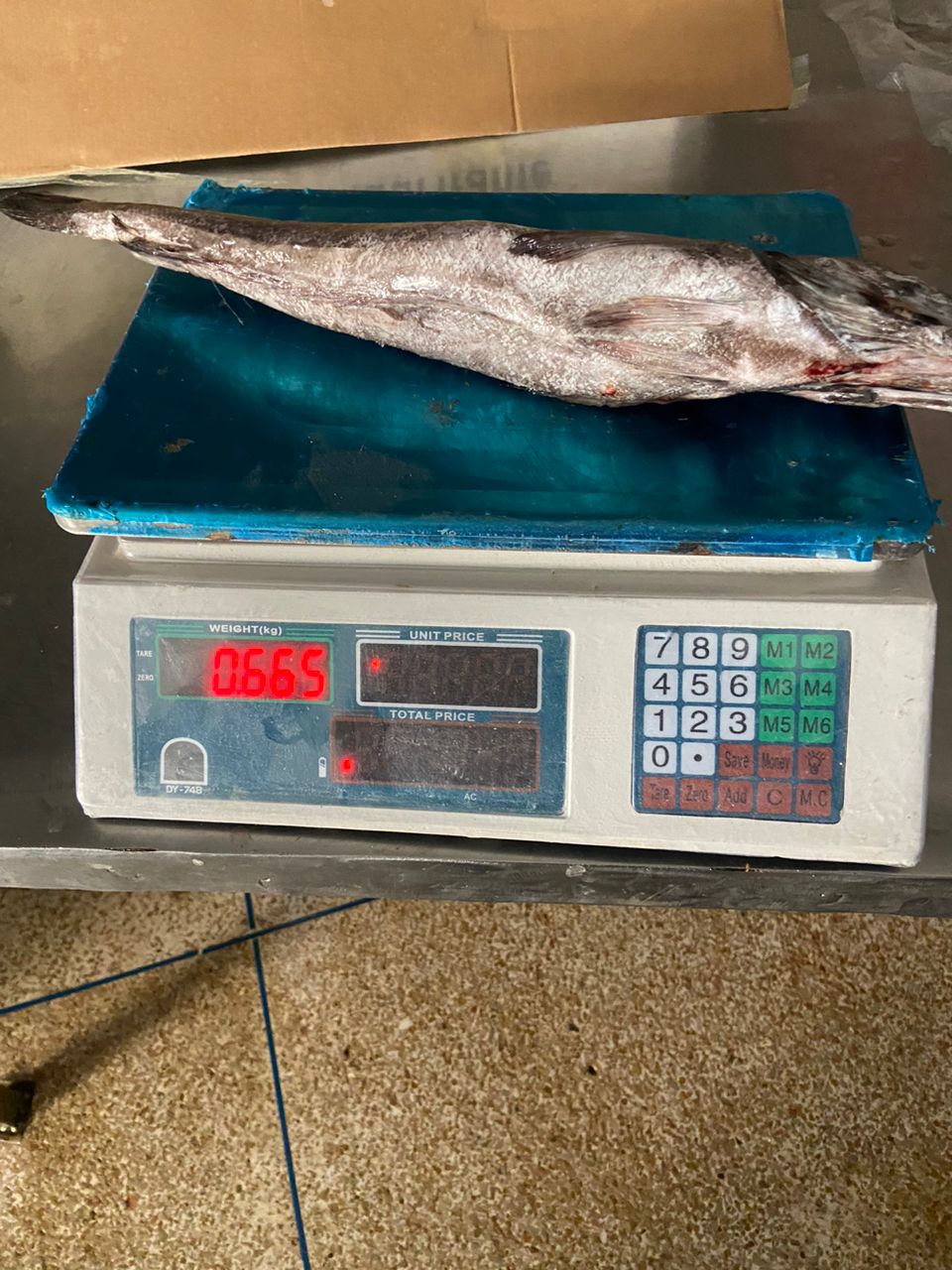 Buy online b2b Merliccius polli