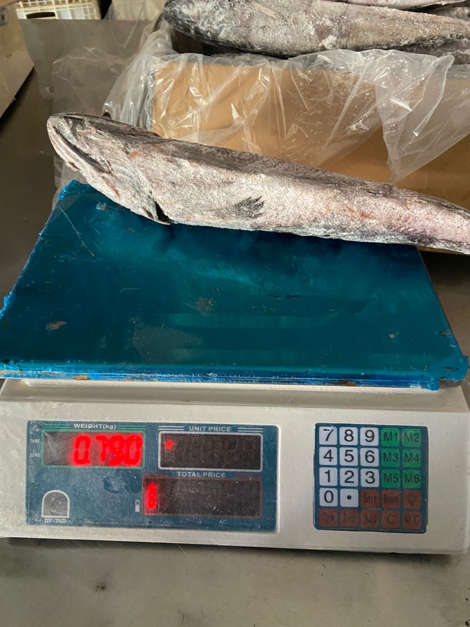 Buy online b2b Merliccius polli