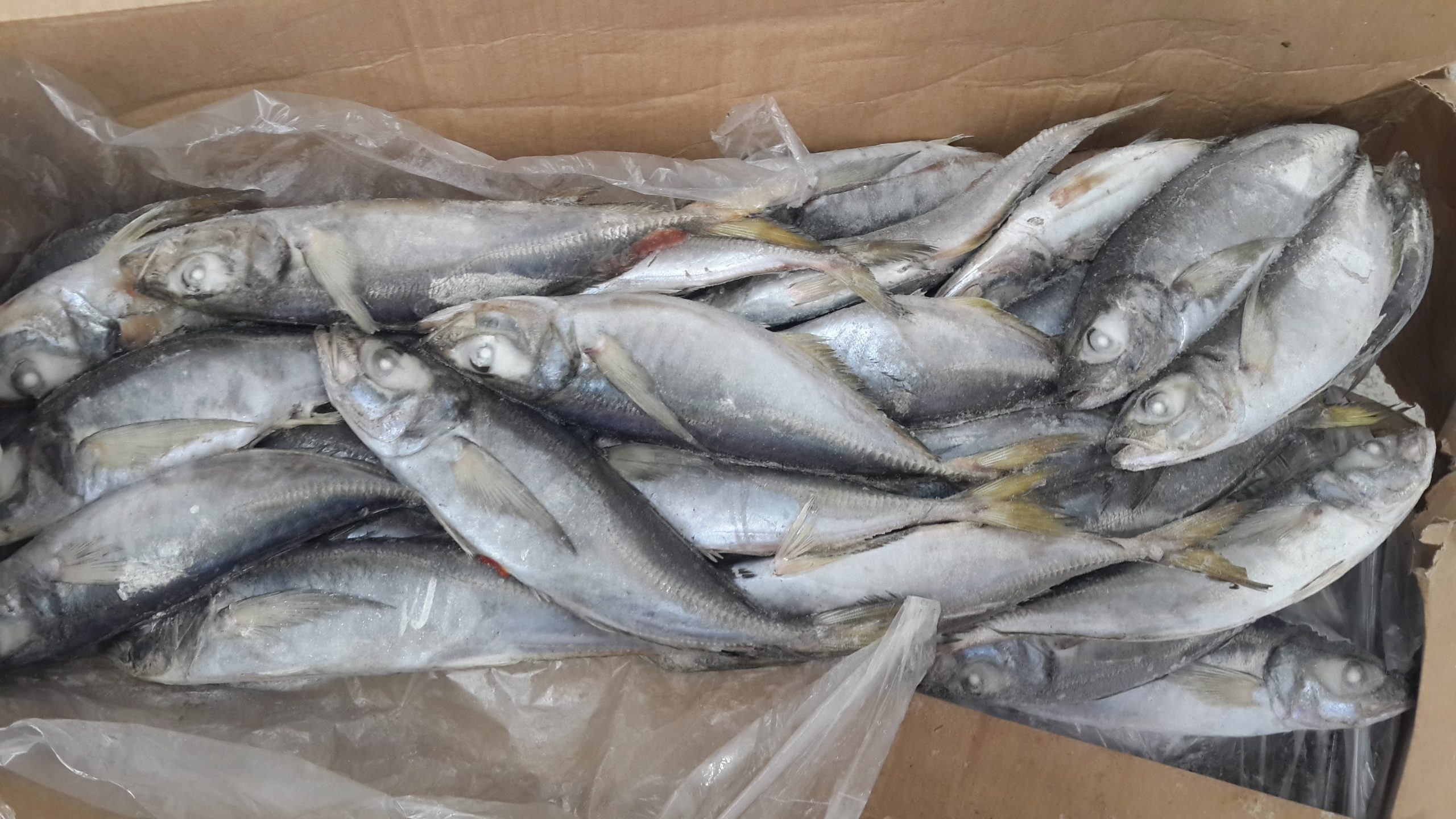 Horse mackerel