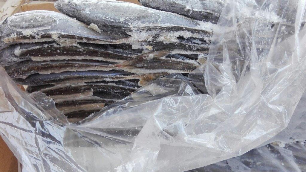 Buy online b2b Horse mackerel