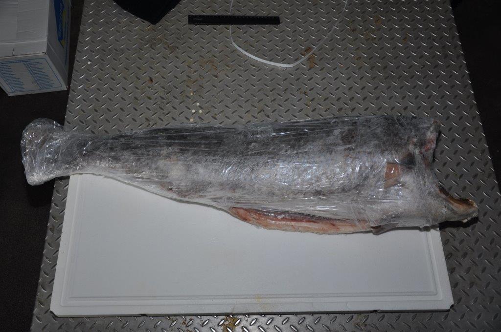 Sciaena umbra