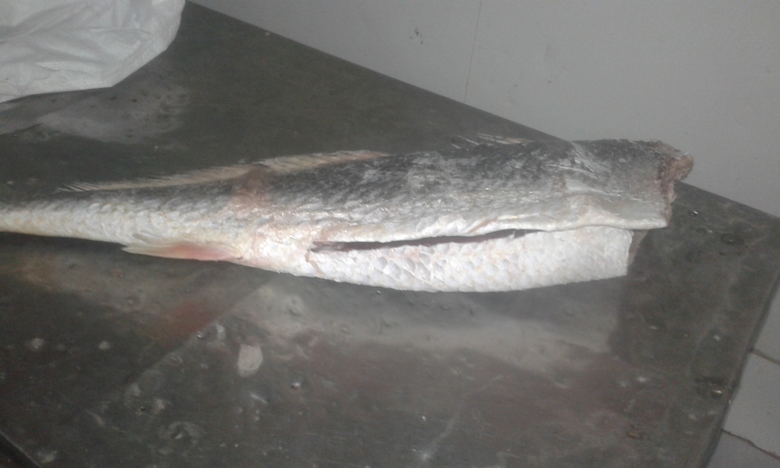Sciaena umbra