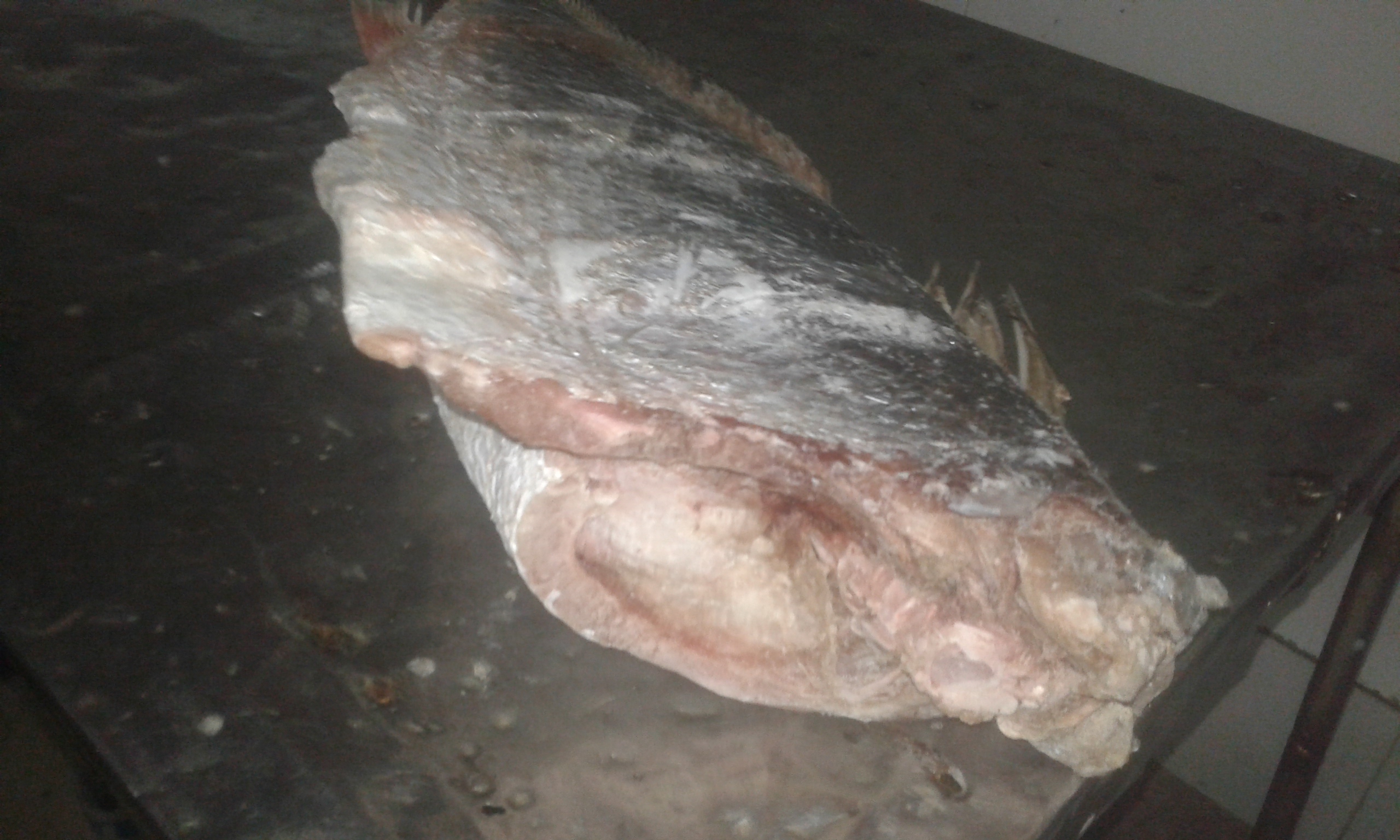 Sciaena umbra